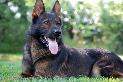 Von german sale shepherd breeders